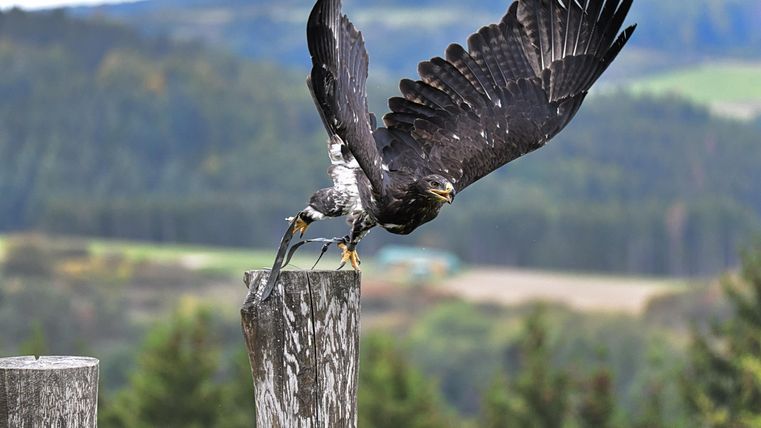 Ein majestätischer Adler breitet seine Flügel aus, während er auf einem Baumstamm sitzt. Im Hintergrund sind sanfte Hügel und grüne Wälder zu sehen.
