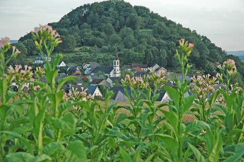 Eine ländliche Szene mit einem kleinen Dorf im Vordergrund und einem bewaldeten Hügel im Hintergrund. Im Vordergrund wachsen grüne Pflanzen mit blühenden Blumen.