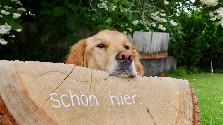 Een gouden retriever-hond ligt met zijn hoofd op een houtblok. Daarop staat de tekst „Mooi hier.”