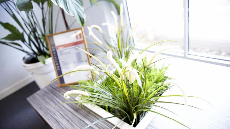 Een elegante plant in een modern vaas staat op een tafel. Op de achtergrond zijn er meer planten en een raam te zien.