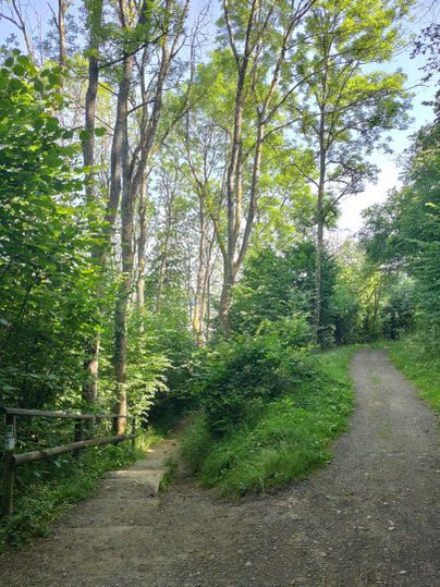 Ein ruhiger Waldweg mit hohen Bäumen und üppigem Grün. Auf der linken Seite führt eine Treppe hinunter, während der Weg rechts weiterführt.