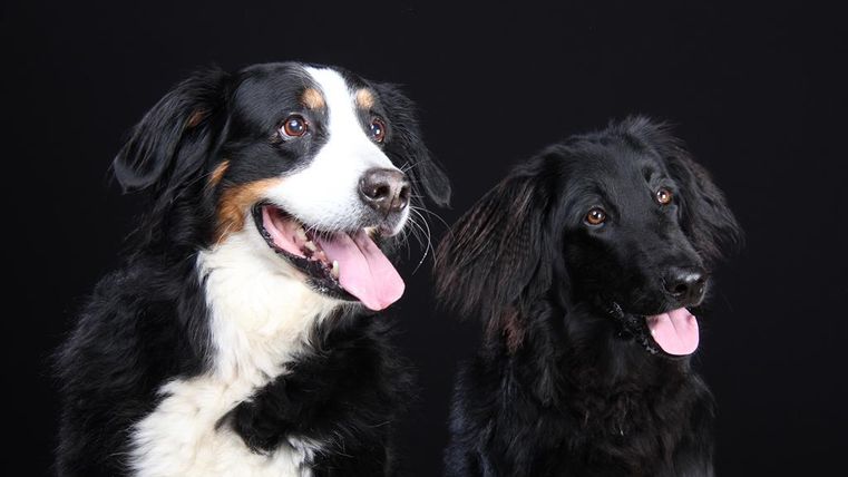 Zwei freundliche Hunde vor einem schwarzen Hintergrund. Der Hund links ist schwarz-weißt gefärbt, der rechte ist ganz schwarz.
