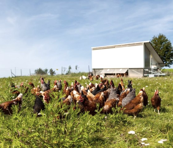 H&uuml;hner auf der Wiese, &copy; Gefl&uuml;gelhof Janshen