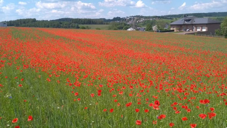 Ein blühendes Feld voller roter Mohnblumen unter einem blauen Himmel. Im Hintergrund ist ein Haus und sanfte Hügel zu sehen.