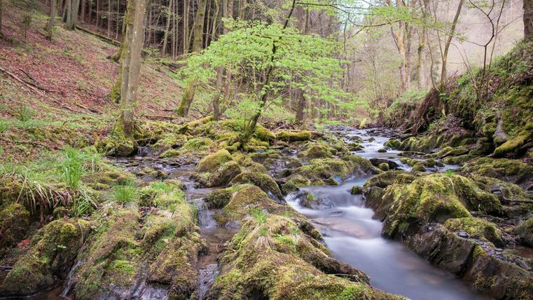 Ein klarer Bach fließt durch einen bewaldeten Bereich mit moosbedeckten Steinen. Die Umgebung ist grün und bietet eine ruhige, natürliche Atmosphäre.