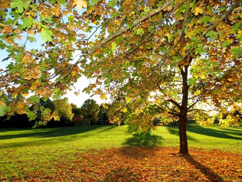 A beautiful autumn day with a tree whose leaves shine in various colors. The grass is green and the ground is covered with colorful falling leaves.