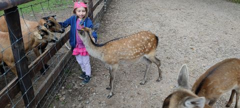 Een meisje staat bij een hek en interacteert met een ree. Op de achtergrond zijn meer dieren te zien.