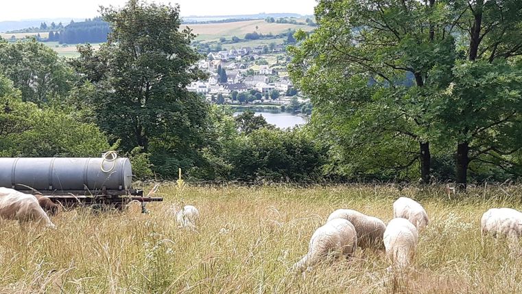 Een groene wei met schapen die rustig grazen. Op de achtergrond is een dorp te zien en een rivier omringd door bomen.
