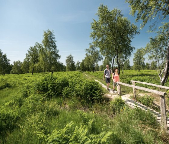 Wandeltocht op de Struffelroute: over loopbruggen door de Struffeltse Heide, © Eifel Tourismus GmbH/D. Ketz