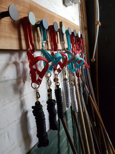 Eine Reihe von Hundegeschirren und Leinen hängt an einer Wand. Die Geschirre sind in verschiedenen Farben, darunter Rot und Türkis.